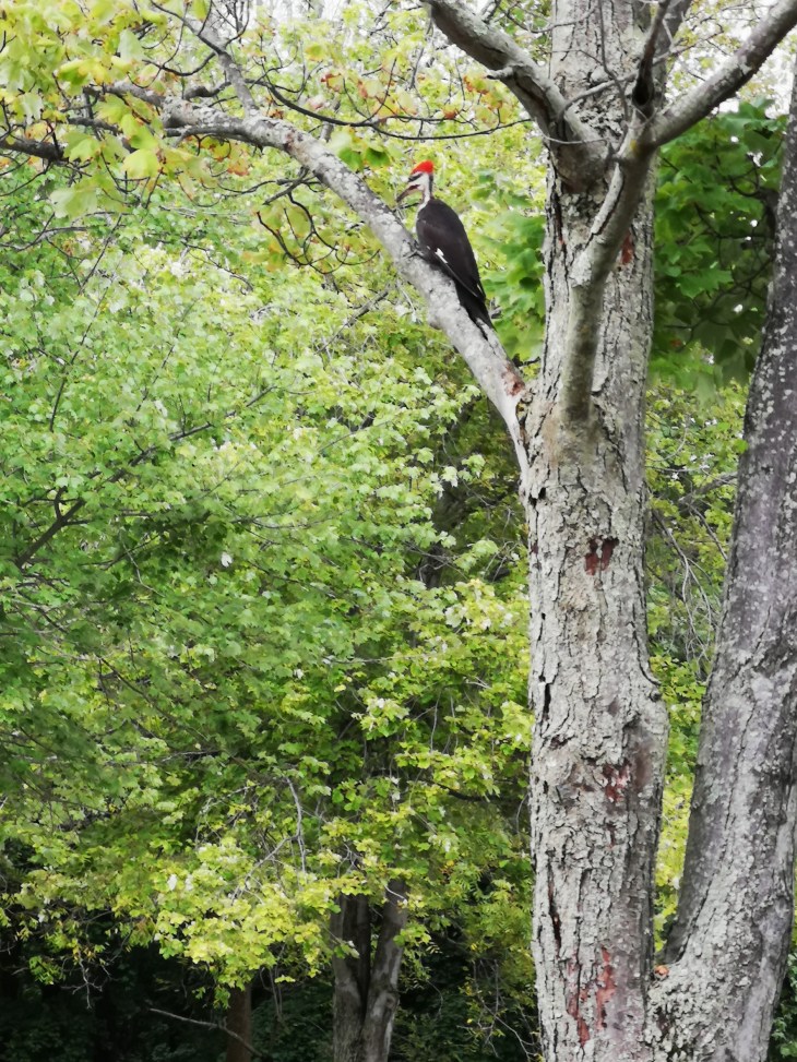 Photo of woodpecker in tree.